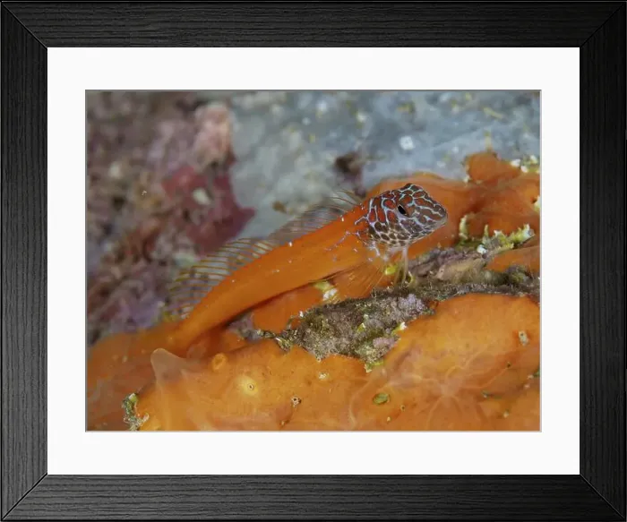 Framed Print : Orange fish with striking pattern Framed Print : Orange fish with striking pattern