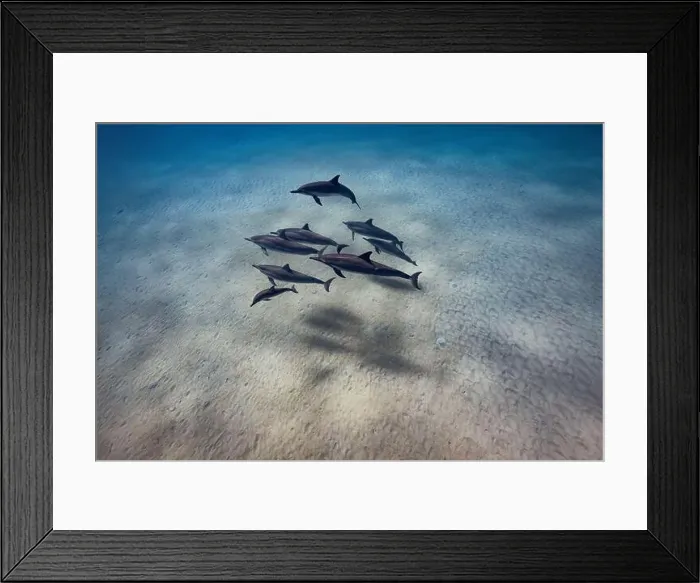 Framed Print : A pod of Spinner Dolphins with calf swim by in the clear waters of Hawai'i Framed Print : A pod of Spinner Dolphins with calf swim by in the clear waters of Hawai'i