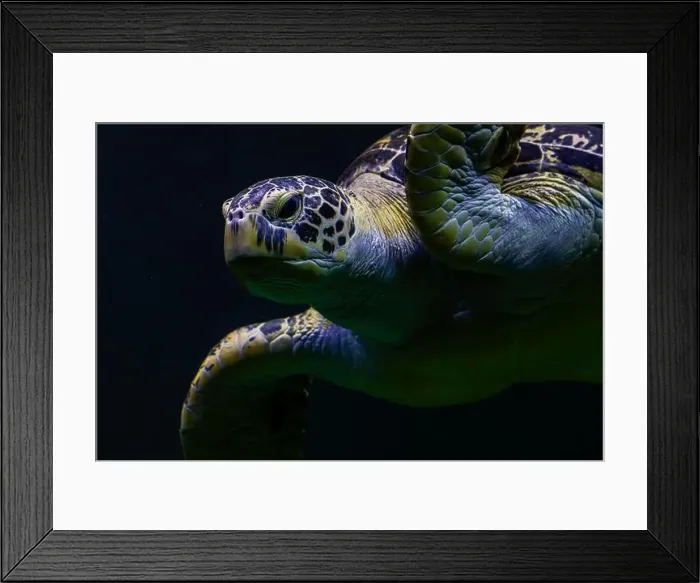 Framed Print : The green sea turtle (Chelonia mydas) Framed Print : The green sea turtle (Chelonia mydas)