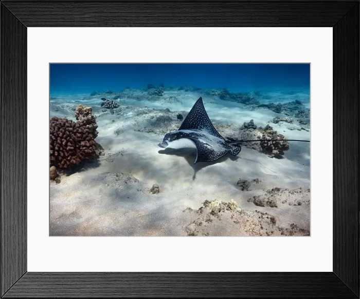 Framed Print : A Spotted Eagle Ray hunts for food along the sandy floor of the ocean in Hawaii Framed Print : A Spotted Eagle Ray hunts for food along the sandy floor of the ocean in Hawaii
