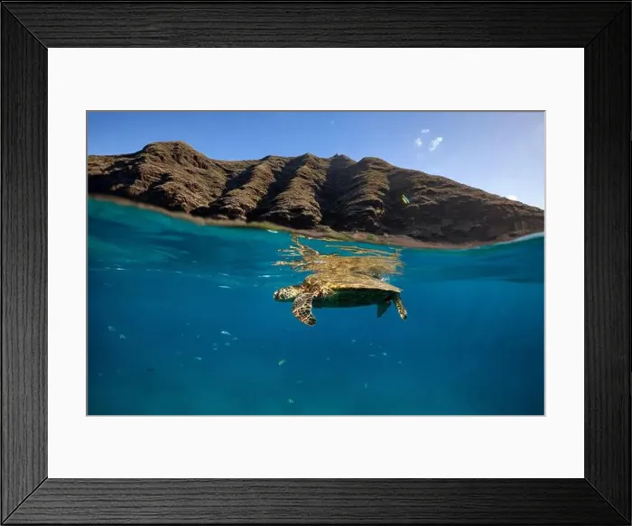 Framed Print : An over under shot of a green sea turtle with reef fish and a mountain in Hawaii Framed Print : An over under shot of a green sea turtle with reef fish and a mountain in Hawaii