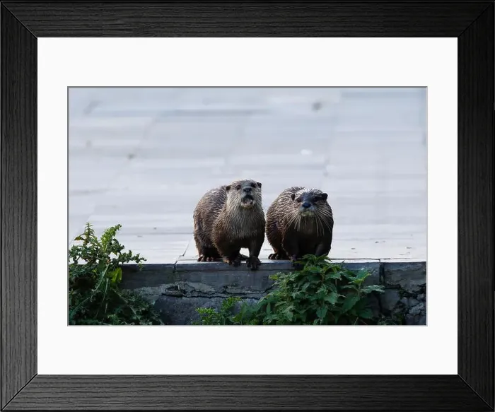 Framed Print : Two hairy-nosed otters Framed Print : Two hairy-nosed otters