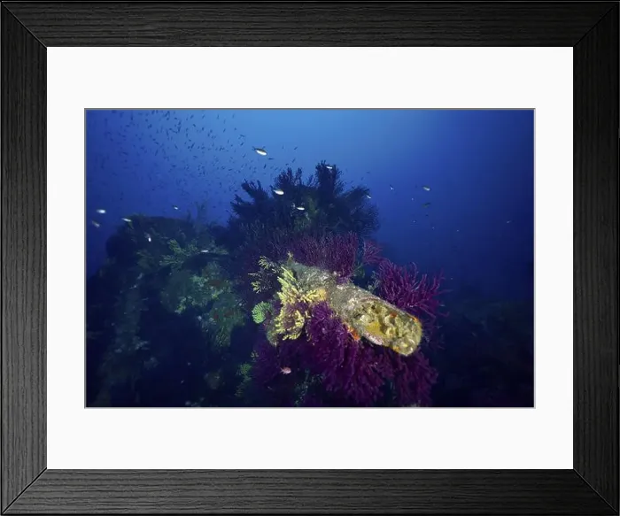 Framed Print : Underwater image of a wreck, overgrown with colourful corals Framed Print : Underwater image of a wreck, overgrown with colourful corals