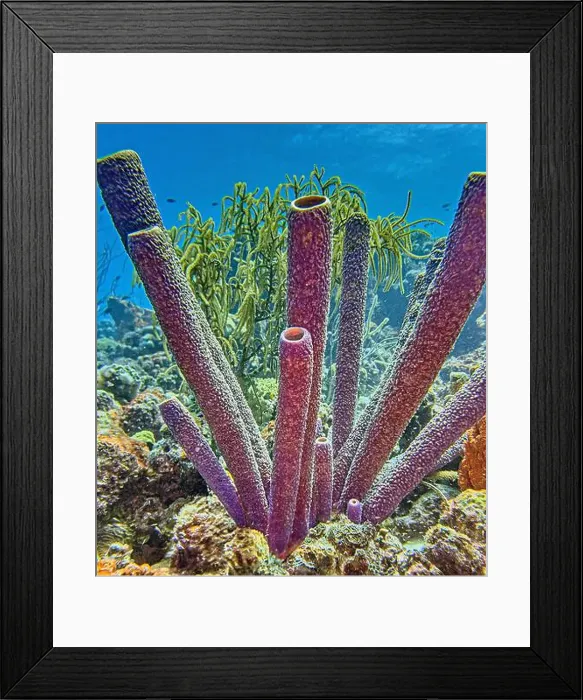 Framed Print : Caribbean coral reef off the coast of the island of Bonaire Framed Print : Caribbean coral reef off the coast of the island of Bonaire