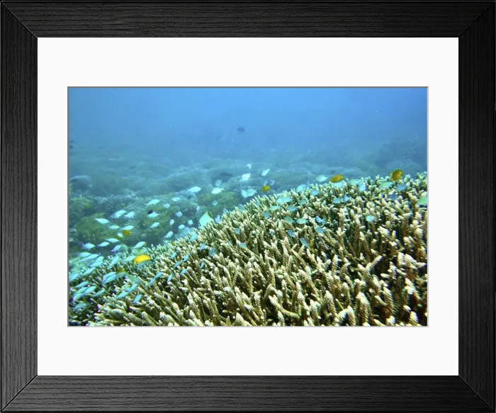Framed Print : Diverse coral landscape with swimming fish Framed Print : Diverse coral landscape with swimming fish