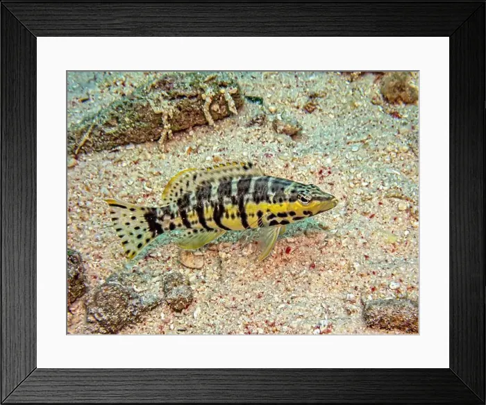 Framed Print : Serranus tigrinus, the harlequin bass, is a species of marine ray-finned fish, a sea bass from the subfamily Serraninae