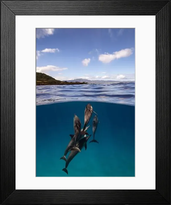 Framed Print : A small pod of Spinner Dolphins approach the surface in an over under shot off the coast of Oahu