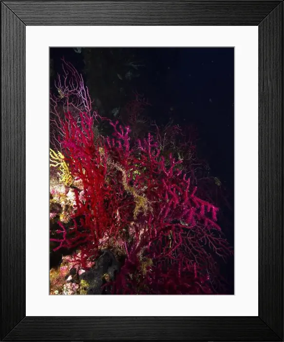Framed Print : Dense red Violescent sea-whip (Paramuricea clavata) on a wreck create a mystical underwater world Framed Print : Dense red Violescent sea-whip (Paramuricea clavata) on a wreck create a mystical underwater world