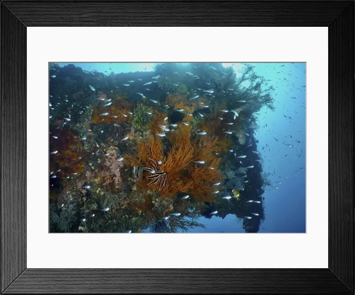 Framed Print : Close-up of a shipwreck, alive with corals and fish Framed Print : Close-up of a shipwreck, alive with corals and fish