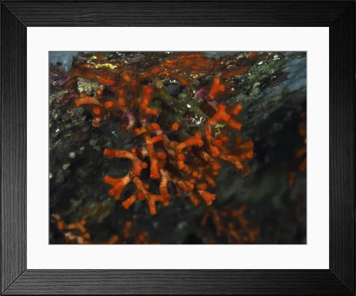 Framed Print : Close-up view of bright red stunted corals (Myriapora truncata) in an underwater world Framed Print : Close-up view of bright red stunted corals (Myriapora truncata) in an underwater world