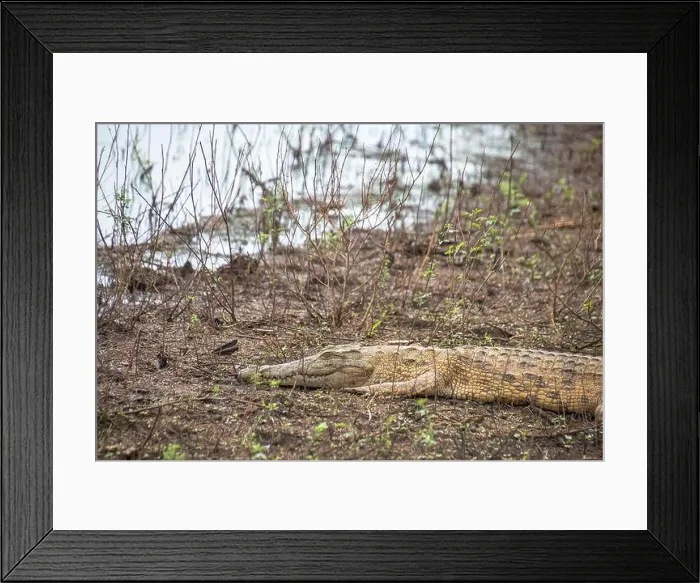Framed Print : crocodile in Kruger National Park, South Africa Framed Print : crocodile in Kruger National Park, South Africa