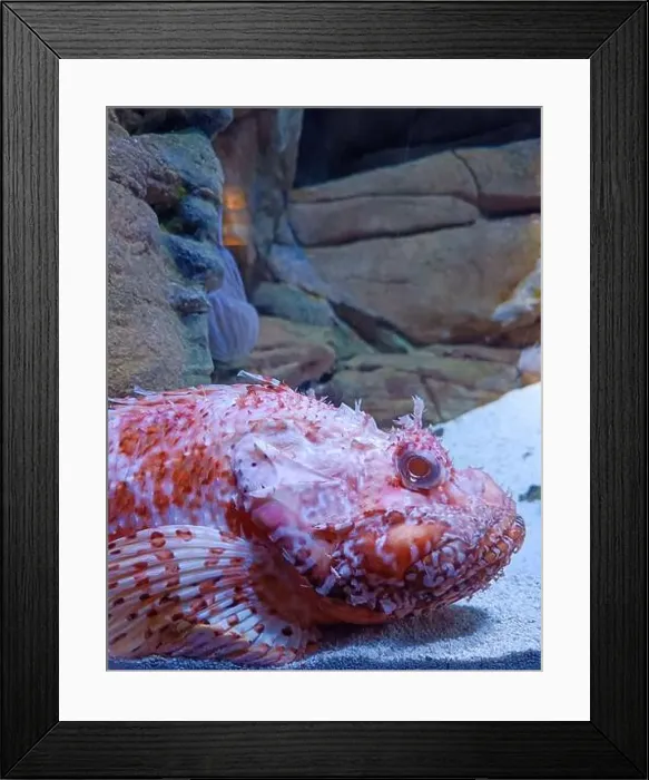 Framed Print : close up of a red scorpion fish Framed Print : close up of a red scorpion fish