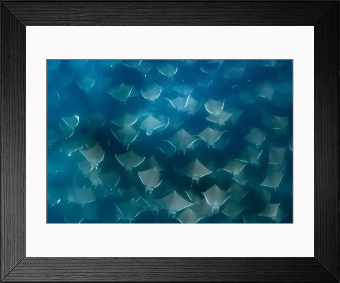 Framed Print : Munk's pygmy devil ray, Mobula munkiana, Baja California, Mexico, Gulf of California, Sea Of Cortez, Pacific Ocean Framed Print : Munk's pygmy devil ray, Mobula munkiana, Baja California, Mexico, Gulf of California, Sea Of Cortez, Pacific Ocean