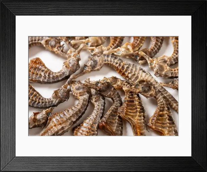 Framed Print : angle view dry seahorse or hippocampus on white Framed Print : angle view dry seahorse or hippocampus on white