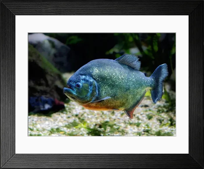 Framed Print : Underwater photo of a piraya piranha Framed Print : Underwater photo of a piraya piranha