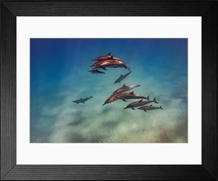 Framed Print : A pod of Spinner Dolphins with calf swim by in the clear waters of Hawai'i Framed Print : A pod of Spinner Dolphins with calf swim by in the clear waters of Hawai'i