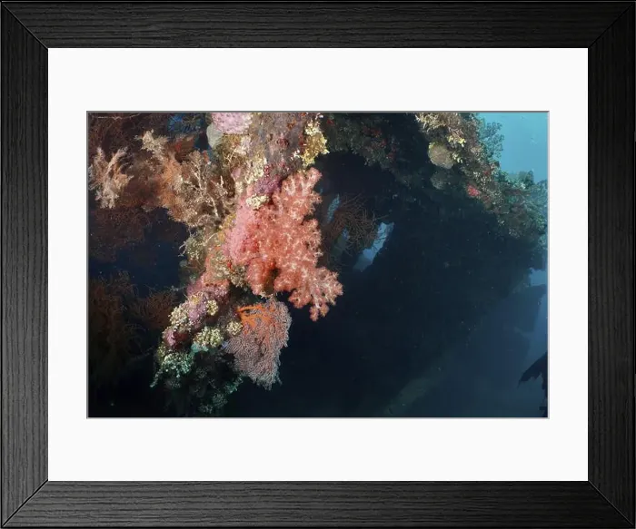 Framed Print : A shipwreck overgrown with colourful corals reveals the beauty of the underwater world Framed Print : A shipwreck overgrown with colourful corals reveals the beauty of the underwater world