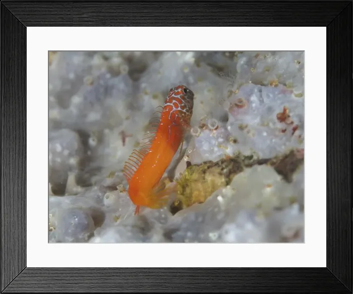 Framed Print : A small orange-coloured fish, blackhead blenny (Microlipophrys nigriceps) Framed Print : A small orange-coloured fish, blackhead blenny (Microlipophrys nigriceps)