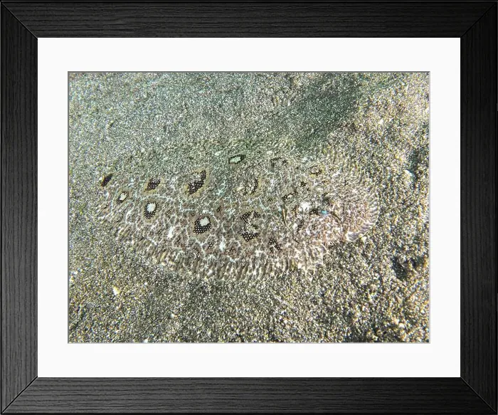 Framed Print : A camouflaged flounder, Angler-Butt (Asterorhombus fijiensis) Framed Print : A camouflaged flounder, Angler-Butt (Asterorhombus fijiensis)
