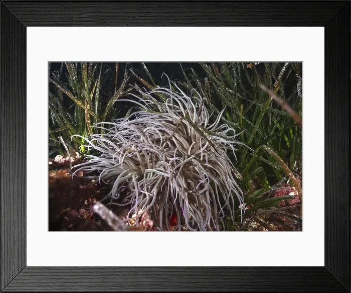 Framed Print : Bright anemone, wax rose (Anemonia sulcata) Framed Print : Bright anemone, wax rose (Anemonia sulcata)