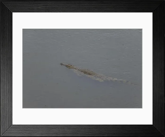 Framed Print : crocodile in Kruger National Park, South Africa Framed Print : crocodile in Kruger National Park, South Africa