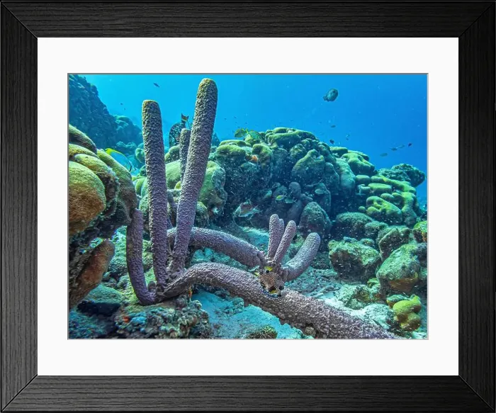 Framed Print : Caribbean coral reef off the coast of the island of Bonaire Framed Print : Caribbean coral reef off the coast of the island of Bonaire