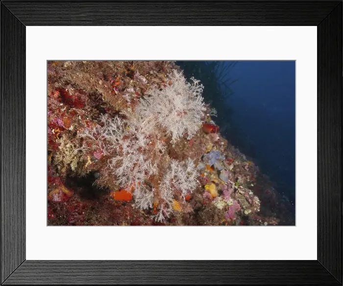 Framed Print : Colourful coral formations, grape-shaped tree polyp (Eudendrium racemosum) Framed Print : Colourful coral formations, grape-shaped tree polyp (Eudendrium racemosum)
