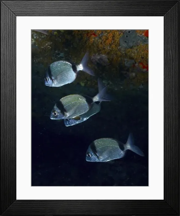 Framed Print : Four two-banded bream (Diplodus vulgaris) swimming in a dark underwater scene Framed Print : Four two-banded bream (Diplodus vulgaris) swimming in a dark underwater scene