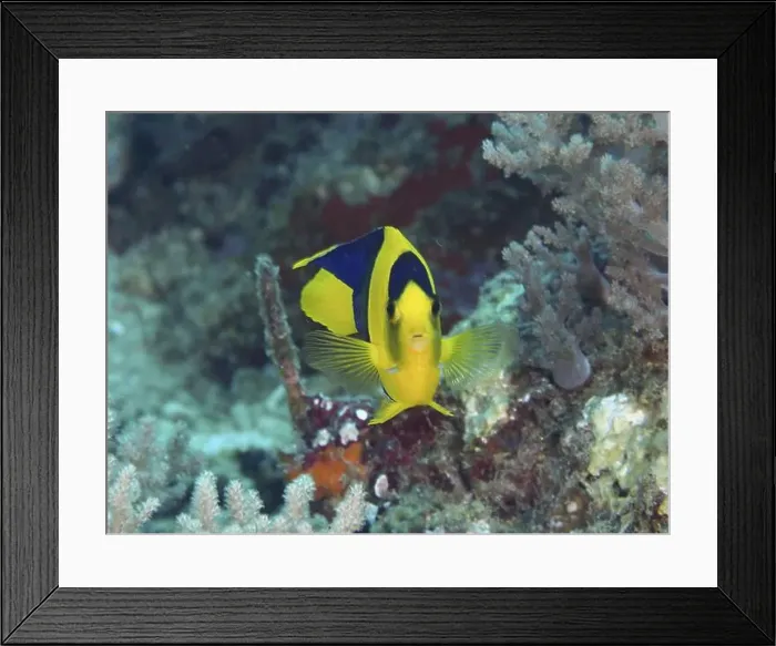 Framed Print : A striking fish with bright colours Framed Print : A striking fish with bright colours