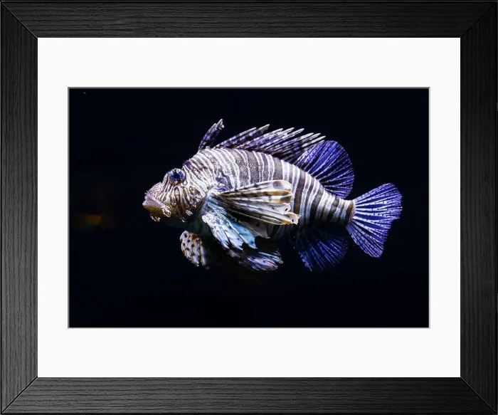 Framed Print : Beautiful Pterois, lionfish Framed Print : Beautiful Pterois, lionfish