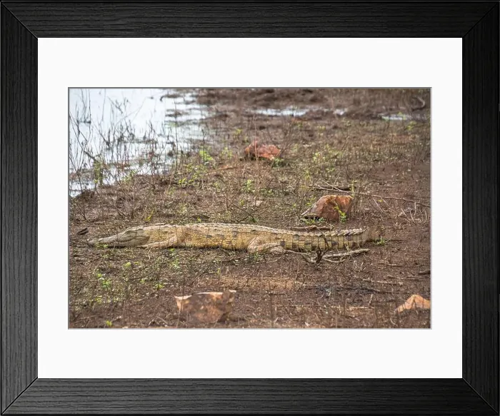 Framed Print : crocodile in Kruger National Park, South Africa Framed Print : crocodile in Kruger National Park, South Africa