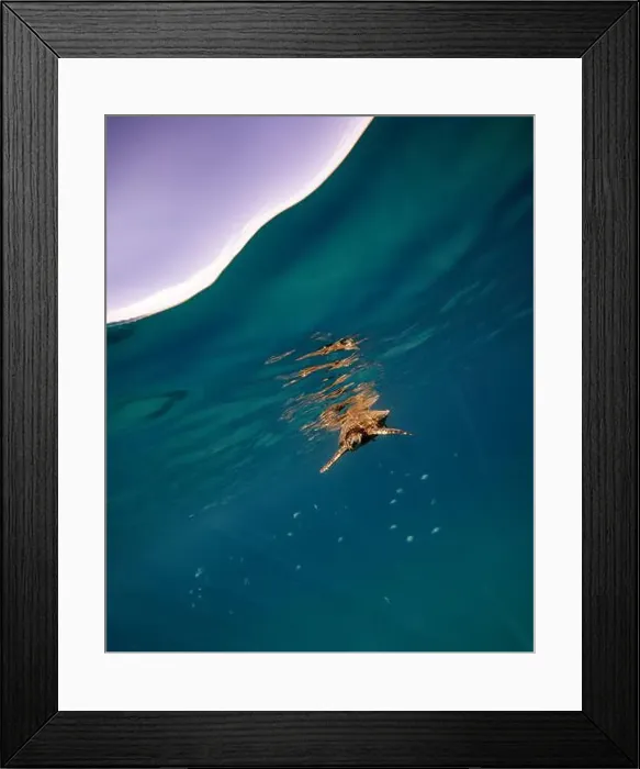 Framed Print : An underwater over under shot of a green sea turtle at the oceans surface and the sky background Framed Print : An underwater over under shot of a green sea turtle at the oceans surface and the sky background