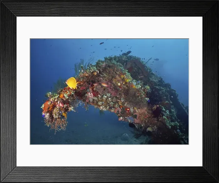Framed Print : An arched shipwreck, densely overgrown with colourful corals and marine life Framed Print : An arched shipwreck, densely overgrown with colourful corals and marine life