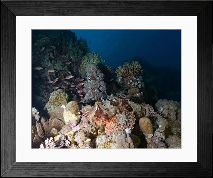 Framed Print : Scorpaenopsis oxycephalus - flathead scorpionfish on a reef Framed Print : Scorpaenopsis oxycephalus - flathead scorpionfish on a reef