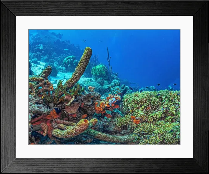 Framed Print : Caribbean coral reef off the coast of the island of Bonaire Framed Print : Caribbean coral reef off the coast of the island of Bonaire
