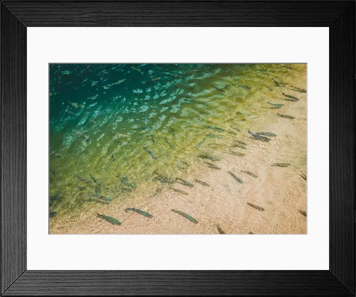 Framed Print : fish swimming in a lake Framed Print : fish swimming in a lake