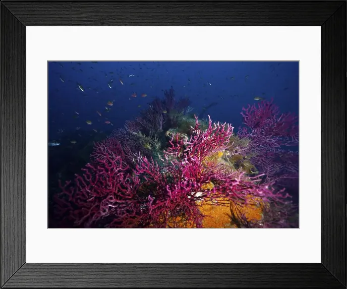 Framed Print : Diverse pink Violescent sea-whips (Paramuricea clavata) live on a wreck in a blue underwater landscape Framed Print : Diverse pink Violescent sea-whips (Paramuricea clavata) live on a wreck in a blue underwater landscape