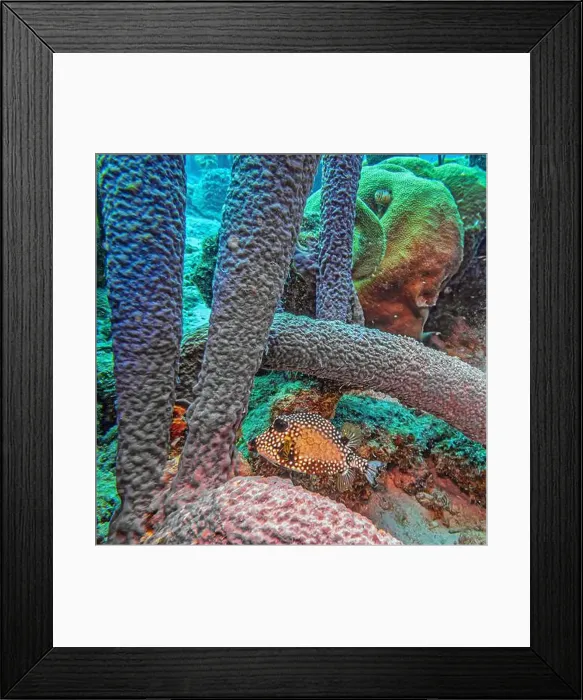 Framed Print : Caribbean coral reef off the coast of the island of Bonaire Framed Print : Caribbean coral reef off the coast of the island of Bonaire