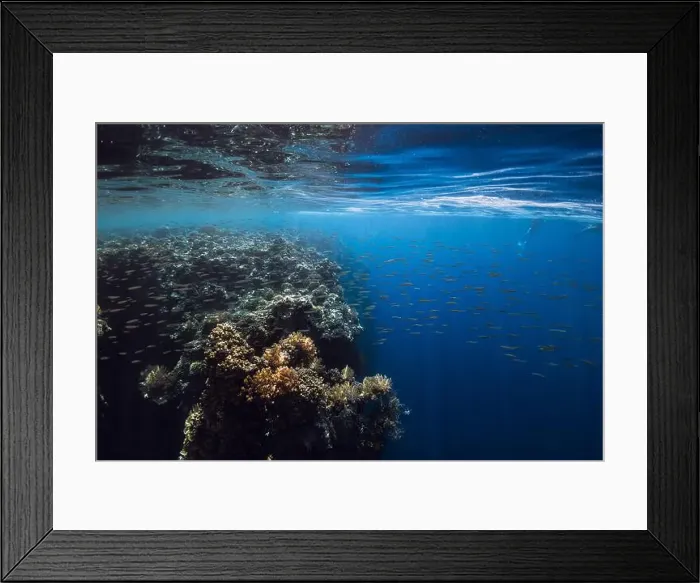 Framed Print : Reef with corals and fish underwater in transparent blue ocean Framed Print : Reef with corals and fish underwater in transparent blue ocean