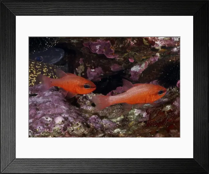 Framed Print : Two orange fish, king mullet (Apogon imberbis) Framed Print : Two orange fish, king mullet (Apogon imberbis)
