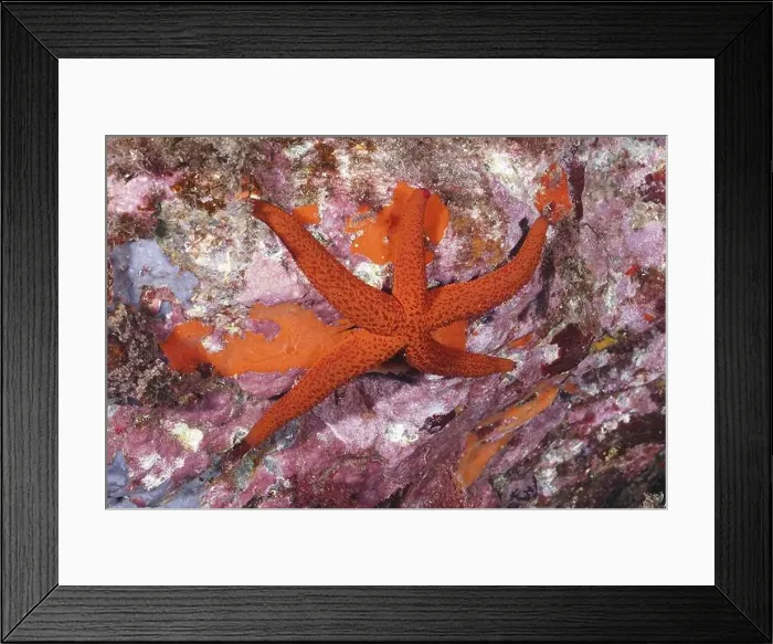 Framed Print : Red starfish (Echinaster sepositus) on a rocky Framed Print : Red starfish (Echinaster sepositus) on a rocky