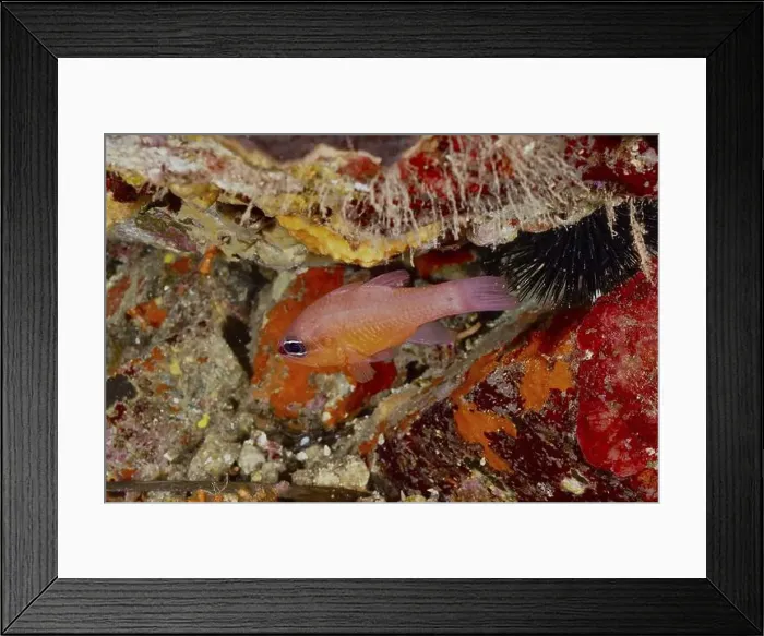 Framed Print : A small orange-coloured fish, mullet king (Apogon imberbis) Framed Print : A small orange-coloured fish, mullet king (Apogon imberbis)
