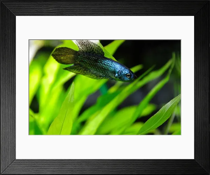 Framed Print : A beautiful siamese fighting fish or blue alien betta fish. It is a fish native to Asia, popular for aquariums Framed Print : A beautiful siamese fighting fish or blue alien betta fish. It is a fish native to Asia, popular for aquariums