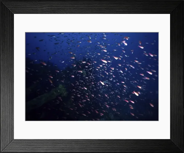 Framed Print : A shoal of Mediterranean flagfish (Anthias anthias) swimming in a deep blue sea Framed Print : A shoal of Mediterranean flagfish (Anthias anthias) swimming in a deep blue sea