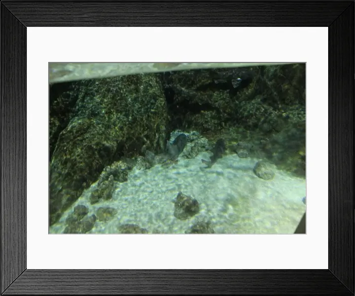 Framed Print : Chiloscyllium punctatum in the aquarium view from above. Fish Watching Framed Print : Chiloscyllium punctatum in the aquarium view from above. Fish Watching