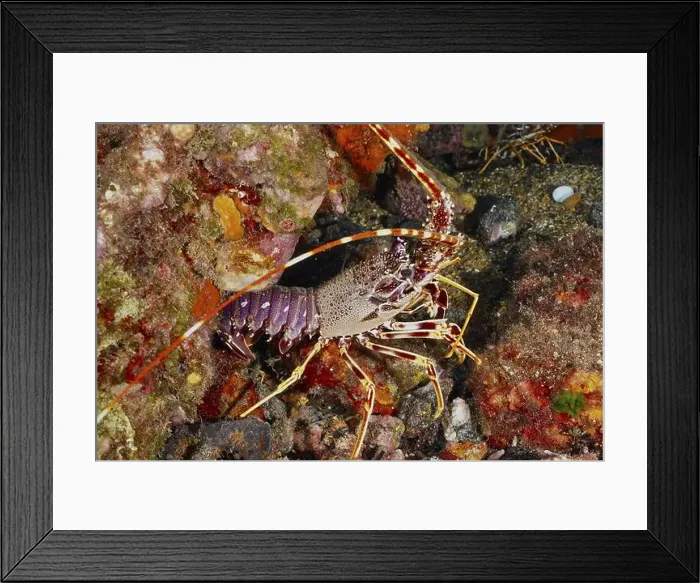 Framed Print : A colourful European spiny crayfish (Palinurus elephas) Framed Print : A colourful European spiny crayfish (Palinurus elephas)