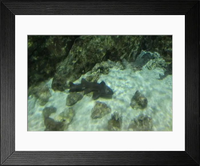 Framed Print : Chiloscyllium punctatum close-up on the background of sand in the aquarium pool Framed Print : Chiloscyllium punctatum close-up on the background of sand in the aquarium pool