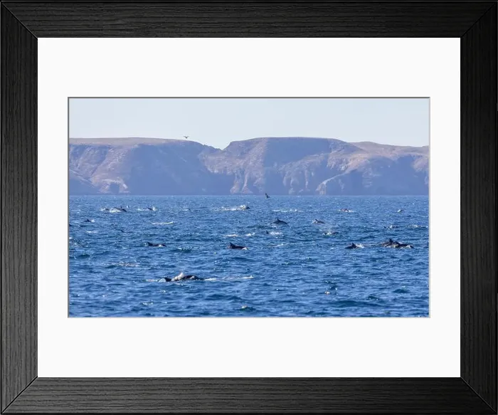 Framed Print : Playful dolphins swimming in the ocean near the Channel Islands, Oxnard, California Framed Print : Playful dolphins swimming in the ocean near the Channel Islands, Oxnard, California