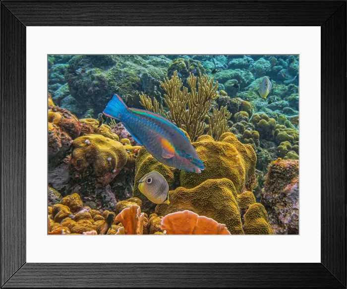 Framed Print : foureye butterflyfish, Chaetodon capistratus is a butterflyfish, family Chaetodontidae Framed Print : foureye butterflyfish, Chaetodon capistratus is a butterflyfish, family Chaetodontidae