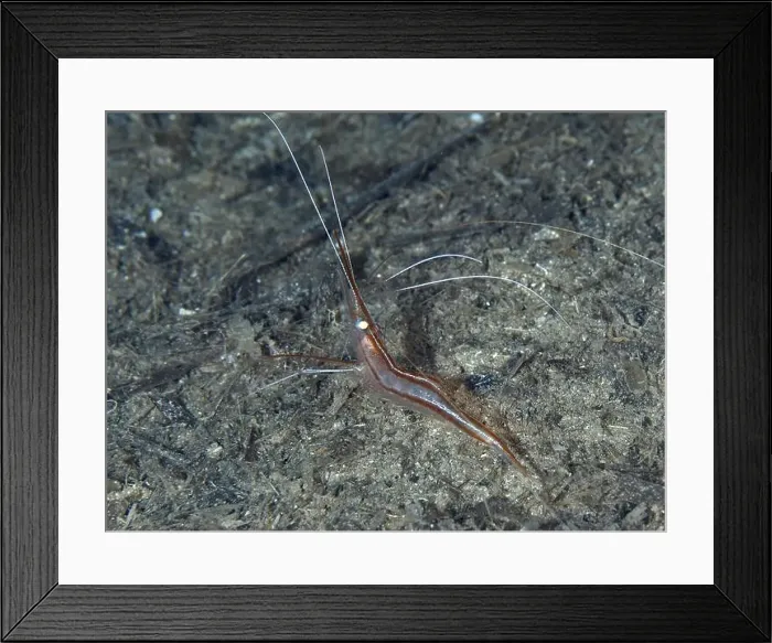 Framed Print : A reddish-brown shrimp with long antennae Framed Print : A reddish-brown shrimp with long antennae